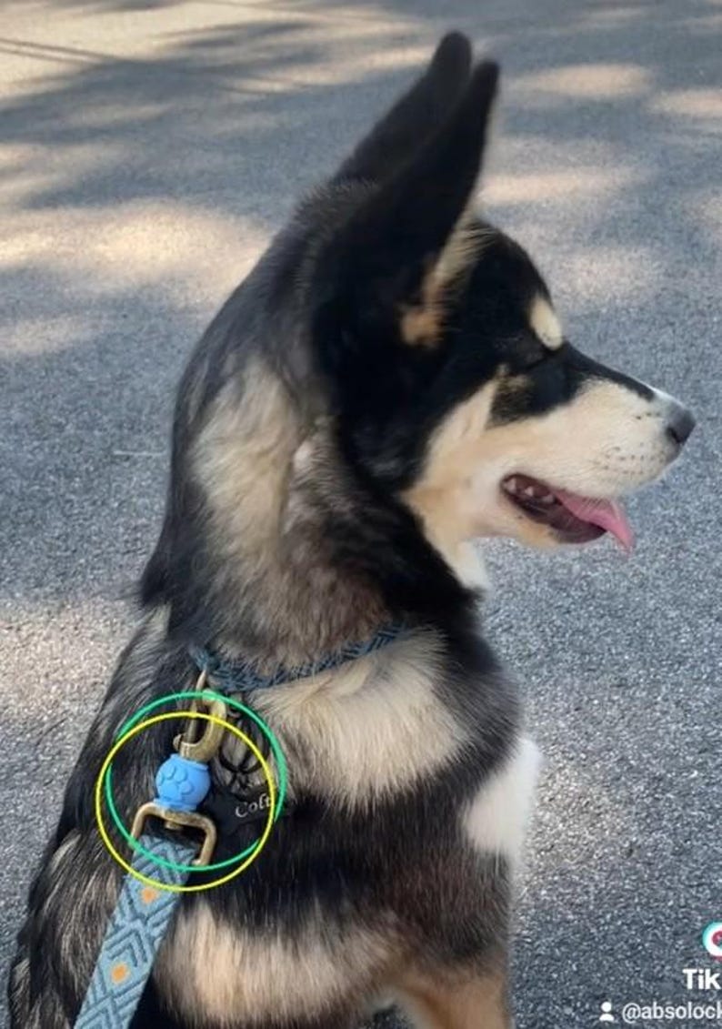 May include: A dog wearing a patterned blue and grey collar and lead set. The lead features a brass-toned metal swivel snap hook with a light blue, spherical, paw-print textured bead accent attached to the hardware near the collar connection.