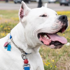 May include: A white dog with a black nose and pink tongue, wearing a blue collar with a silver chain, a red spherical charm, and two small blue and pink tags attached to a metal ring. The dog has visible dark spots on its ears and muzzle.