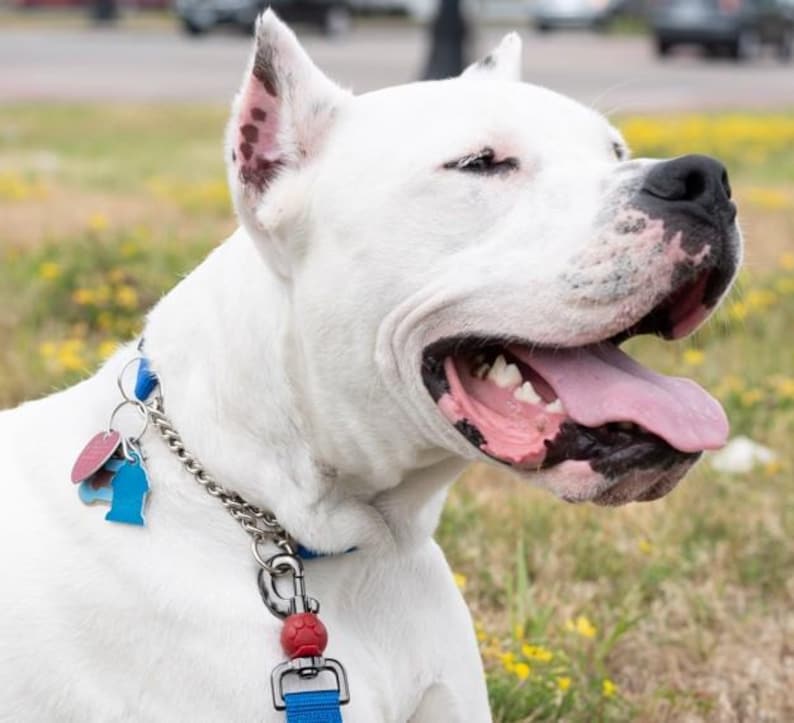 May include: A white dog with a black nose and pink tongue, wearing a blue collar with a silver chain, a red spherical charm, and two small blue and pink tags attached to a metal ring. The dog has visible dark spots on its ears and muzzle.