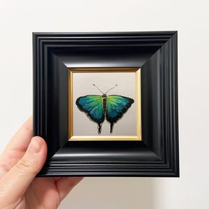Könnte beinhalten: Ein gerahmtes Kunstwerk mit einem Schmetterling. Der Schmetterling hat blau-grüne Flügel vor einem hellen Hintergrund. Der Rahmen ist schwarz mit einem goldenen Innenrand. Das Kunstwerk ist quadratisch.