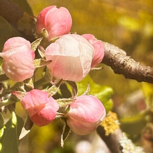 Stampa artistica con cornice marrone / Elegante fotografia floreale / Arte per l'arredamento della casa, regalo per lei. Serenità primaverile: boccioli di melo in fiore rosa.