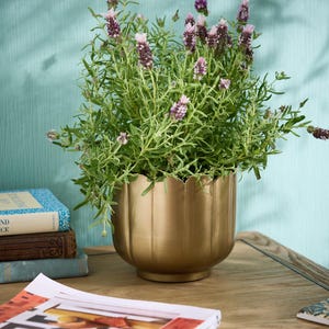May include: A gold metal plant pot with a scalloped edge, containing green foliage and purple flowers. The pot is on a wooden surface, with books and a magazine in the background. The plant is lavender.