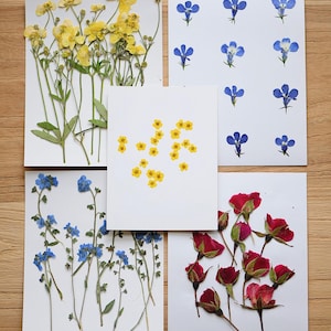 May include: Arrangement of pressed flowers on white cards. The flowers include yellow buttercups, blue forget-me-nots, and red roses. The cards are arranged on a wooden surface, showcasing the natural colors and textures of the dried botanicals.