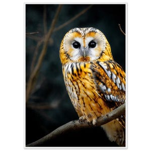 Stampa da parete con gufo incorniciato / Stampa di uccelli colorati della foresta / Decorazione naturalistica della fauna selvatica / Poster di animali del bosco / Decorazione da parete incorniciata / Regalo per gli amanti dei gufi