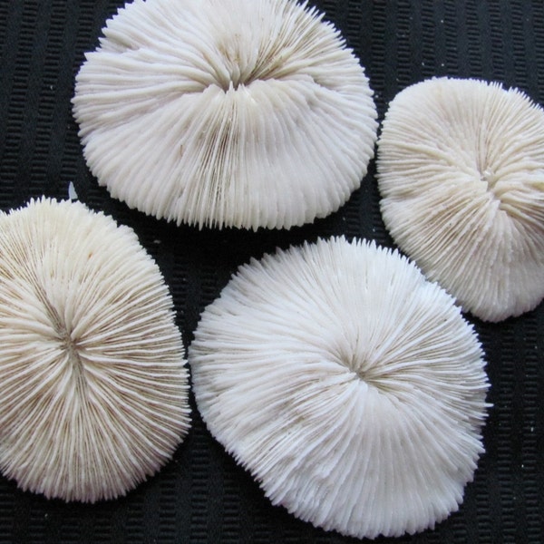Set of 4 Round Coral Sea Shells - Mushroom - Slipper Cap - Fungia Scutaria  (lot 4)