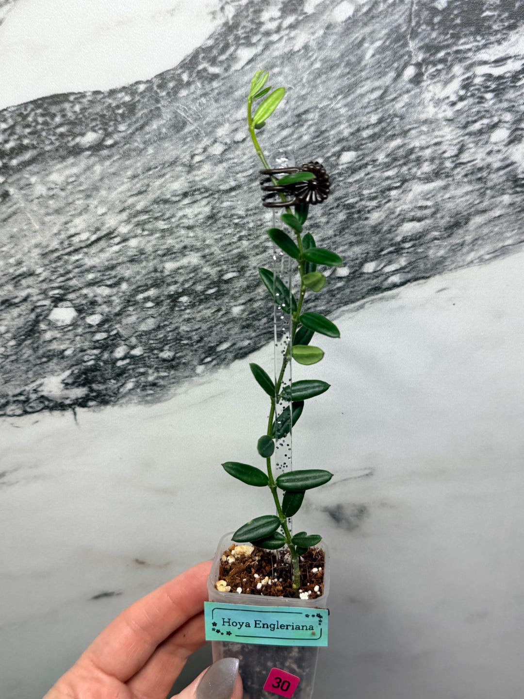 Hoya Engleriana | Collector Indoor Houseplant | Live Wax Plant | Spring ...