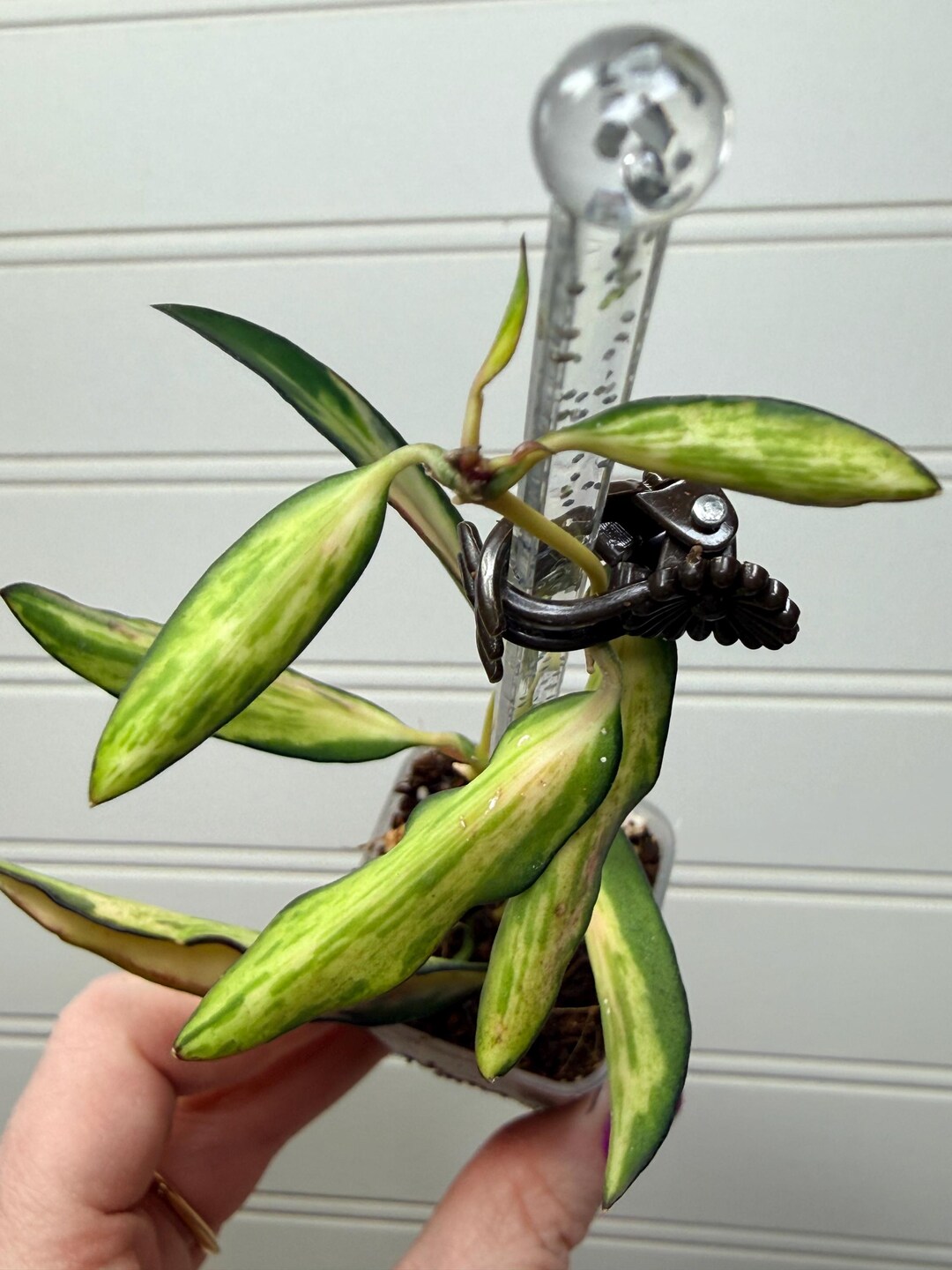 Hoya Wayetii Variegated | Collector Indoor Houseplant | Live Wax Plant ...