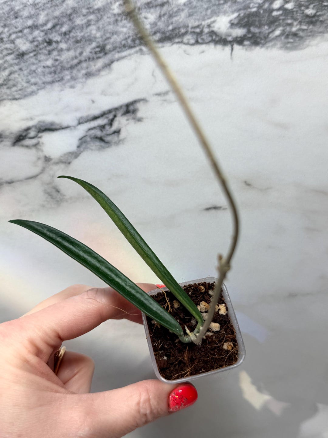 Hoya Shepherdii | Collector Indoor Houseplant | Live Wax Plant | Spring ...
