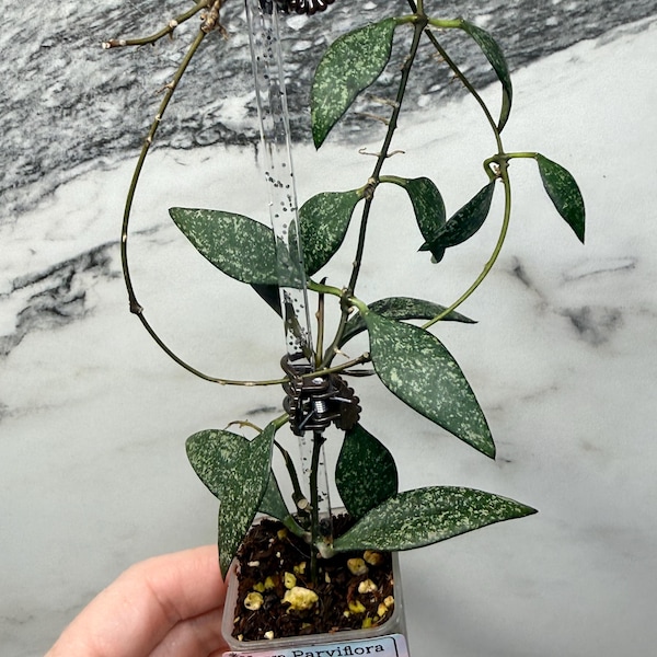 Hoya Parviflora Splash | Rooted Live Plant | Rare Collector Hoya | Tropical Houseplant Gift