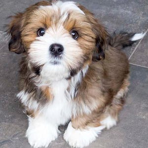 Photo d'un chiot
