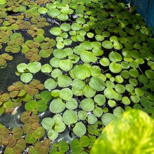 Frogbit (Hydrocharis laevigata) Aquarium Fish Tank Natural Plants Filtering **Free Shipping**