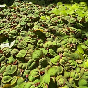 Red Root Floaters (Phyllanthus Fluitans) Aquarium Fish Tank Natural Plants Filtering **Free Shipping**