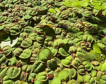 水草 Bucephalandra sp. King Devil Ultra Rare - Bucephalandra King Devil - Etsy Australia
