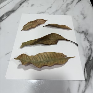 Dried Mango Leaves  - Botanicals, Tannins and Enrichment for Natural Fish Tanks for Fish, Snails, and Shrimp