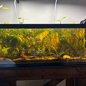 18 Live Aquarium Plants Fish Tank Pack- 8 different varieties including Sword, Valisneria, Ludwigia, Anacharis and Pennywort Low Tech
