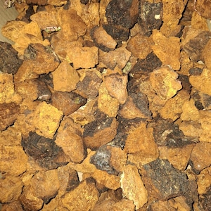 Chaga 500 g. Pezzi da 1-3 cm. Tè biologico di Inonotus obliquus. Prodotto naturale. Fungo chaga selvatico completamente naturale.