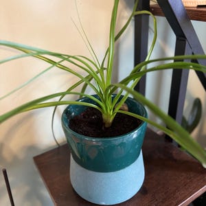Paardenstaart, met palmwortels en/of in pot