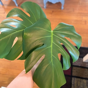 Monstera Deliciosa Cutting - Very Well Rooted - Swiss Cheese Plant - Indoor Plant - Monstera