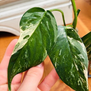 Epipremnum Pinnatum Albo Variegato (2 stelle ciascuna!)
