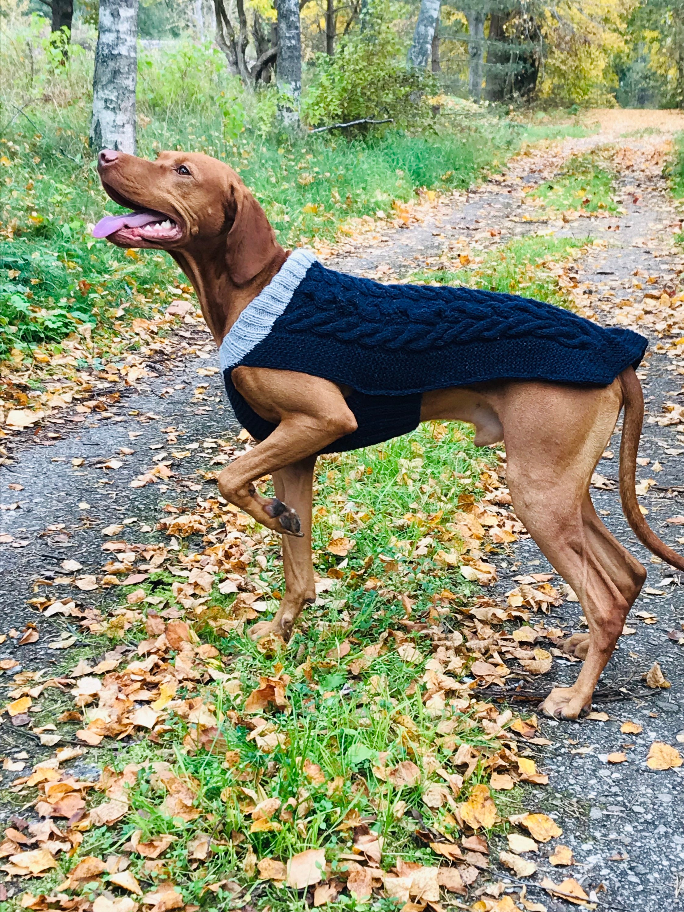 vizsla jumper