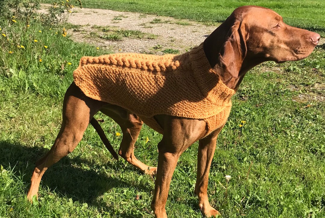 Knitted Dog Sweater Warm Jumper for a Dog Dog Clothes Natural Wool Yarn