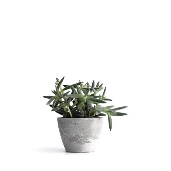 Small Concrete Planter, Urban Industrial Modern Planter, Cement Planter, Grey Planter, frae and co