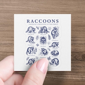 Illustration sheet titled "Raccoons Observed Curiosities of the Forest" with multiple raccoon drawings.