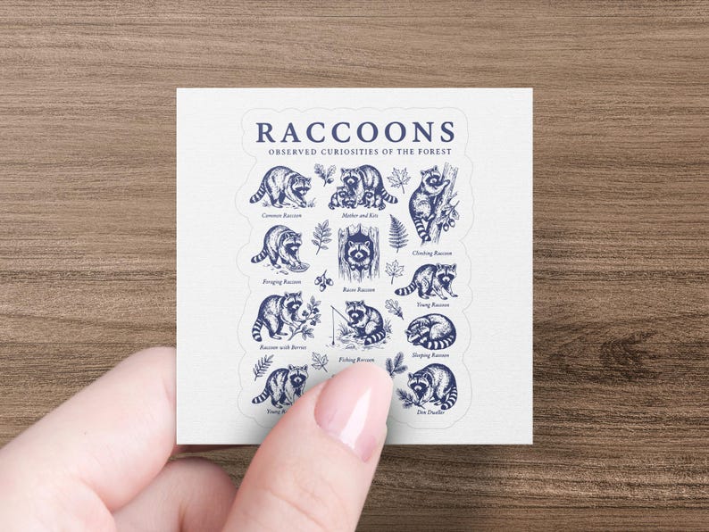 Illustration sheet titled "Raccoons Observed Curiosities of the Forest" with multiple raccoon drawings.