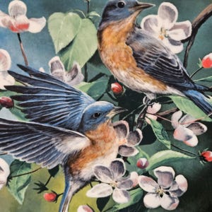 May include: A detailed illustration of two bluebirds amidst flowering branches. The birds have blue wings and heads, with orange chests and backs. White and pink blossoms and green leaves surround the birds, set against a dark green background.