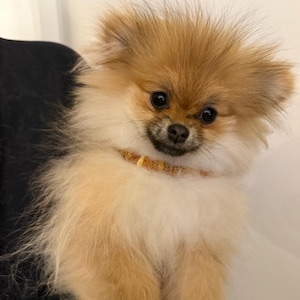 May include: A set of three ceramic mugs with a speckled, matte finish. The mugs are in shades of cream, light brown, and dark brown. Each mug has a simple, minimalist design, perfect for coffee or tea.