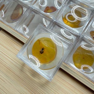 May include: A collection of amber specimens encased in clear, square acrylic displays. The amber pieces vary in color, with some containing visible inclusions. The display is set on a light-colored wooden surface.