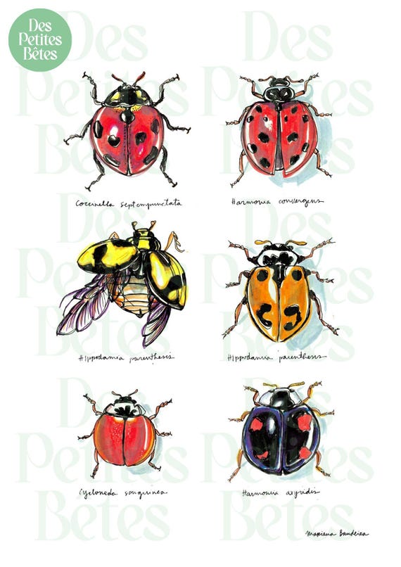 Do Ladybugs Come In Different Colors