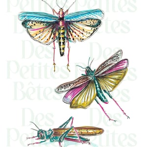 Types of Grasshoppers - Insect Poster, Nature Illustration (Vertical Poster)