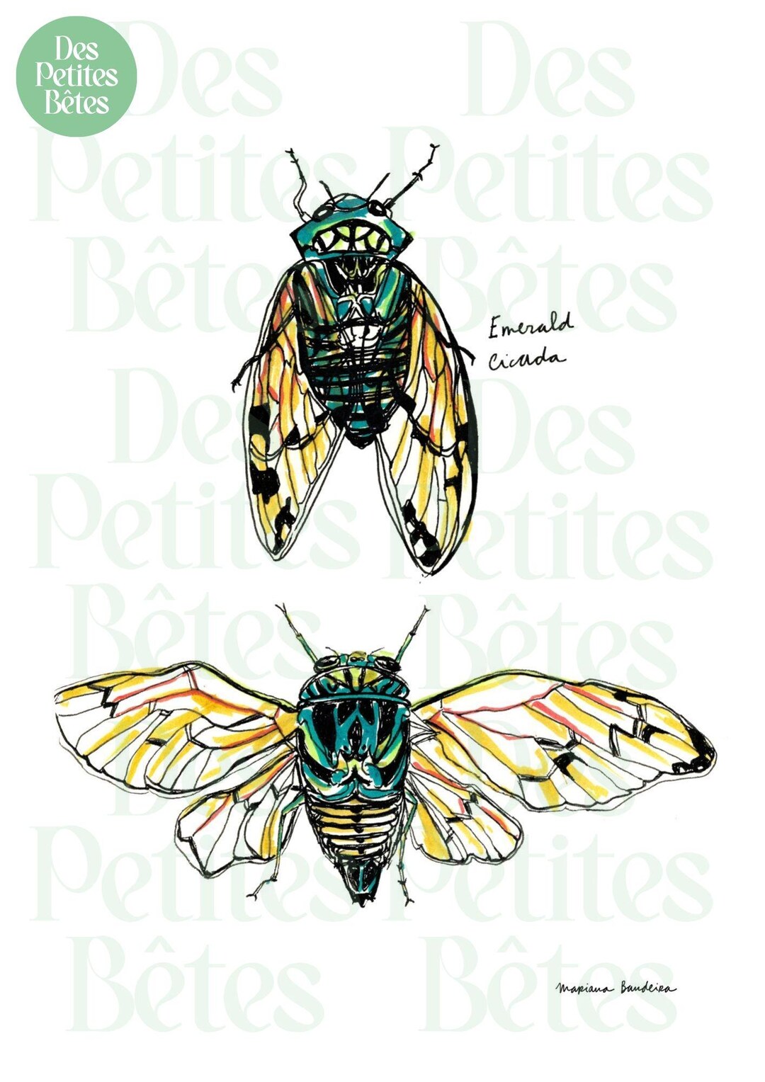 Cicadas - Insect Poster, Nature Illustration (vertical Poster) - Etsy