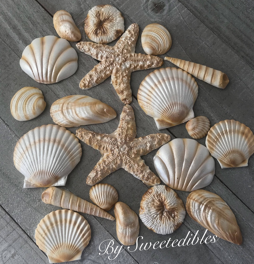 20 Piece Edible Gum Paste Seashells - Etsy