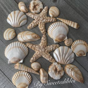 20 Piece Edible Gum Paste Seashells