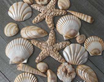 20 Piece Edible Gum Paste Seashells