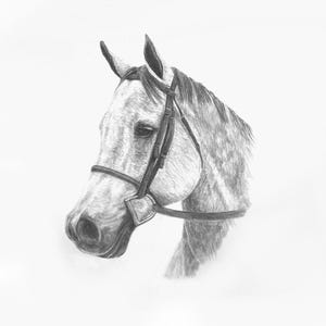 Hand-Drawn Horse Pet Portrait Sketch from Photo | Custom | Pencil Drawing | Pet Illustration | Pet Memorial Gift