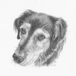 Hand-Drawn Pet Portrait Sketch from Photo | Custom | Pencil Drawing | Pet Illustration | Pet Memorial Gift