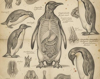 Penguin Print