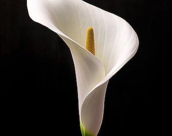 Printable Wall Art, Calla Lily Art, Botanical Wall Art Image for Invitations, Crafts, Collages, Minimalist, Simple, Livingroom, Bedroom