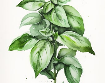 Basil Herb, Watercolor basil on white, Kitchen Decor, Digital Download, Gift for Chef Cook Friend, Dining Room & Kitchen Decor