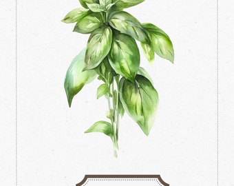 Basil Herb, Watercolor basil on white, Kitchen Decor, Digital Download, Gift for Chef Cook Friend, Dining Room & Kitchen Decor