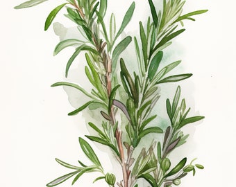 Rosemary  Herb, Watercolor Rosemary on white, Kitchen Decor, Digital Download, Gift for Chef Cook Friend, Dining Room & Kitchen Decor
