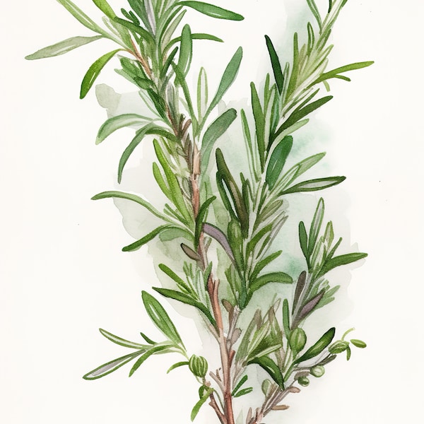 Rosemary  Herb, Watercolor Rosemary on white, Kitchen Decor, Digital Download, Gift for Chef Cook Friend, Dining Room & Kitchen Decor