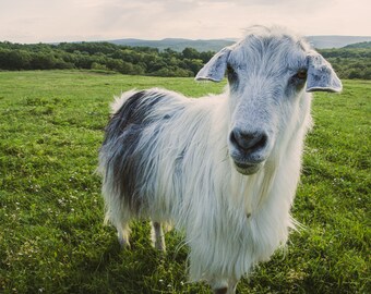 Curious Goat Portrait: Farm Animal Nursery Art (Digital Download)