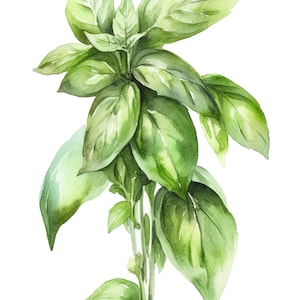 Peut inclure: Peinture à l'aquarelle d'un bouquet de feuilles de basilic vertes.