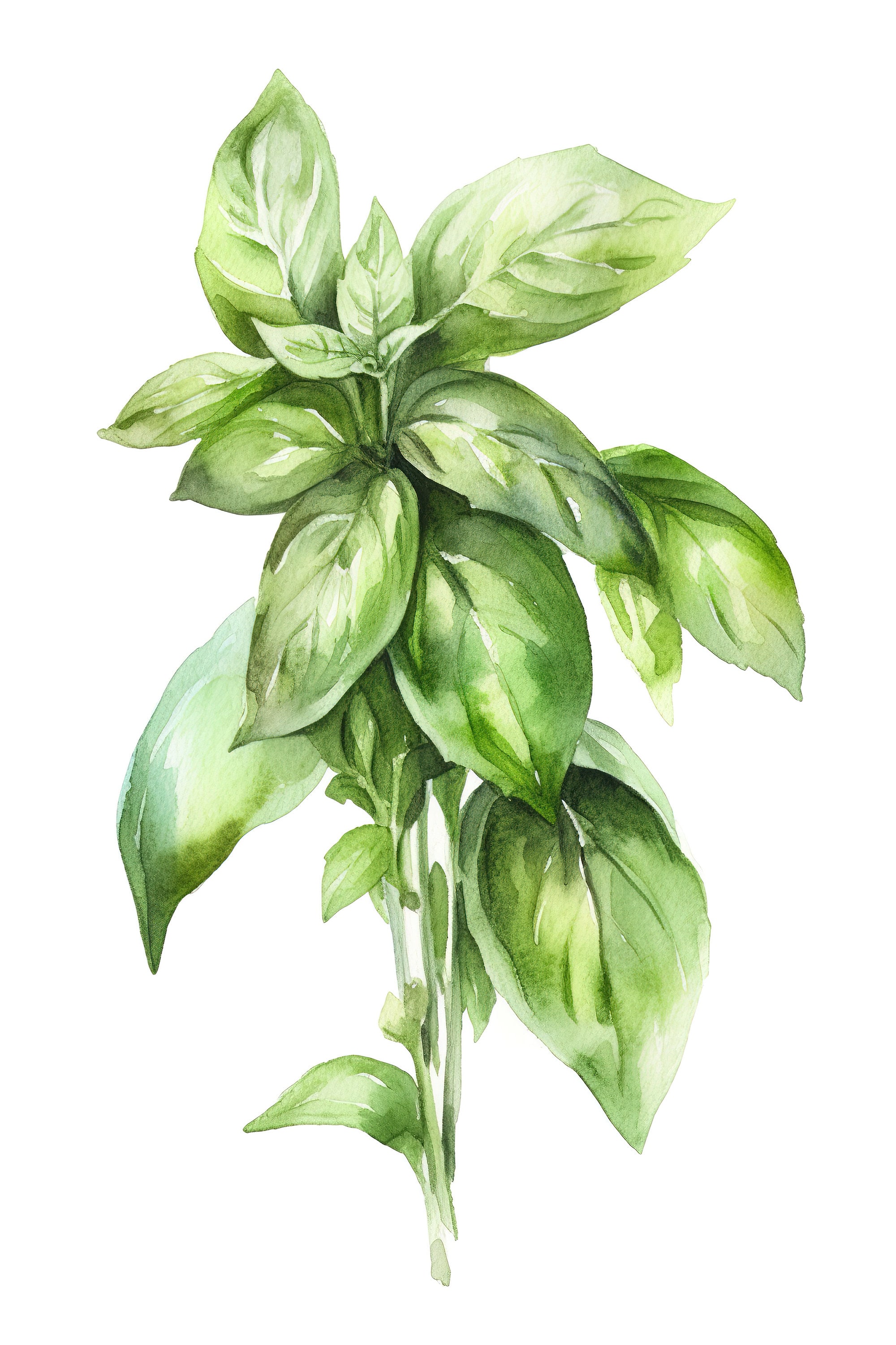 Basil Herb, Watercolor basil on white, Kitchen Décor, Digital Download, Gift for Chef Cook Friend, Dining Room & Kitchen Décor