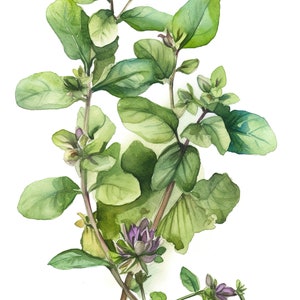 Oregano akvarell örtkonsttryck, köksdekor (digital nedladdning)