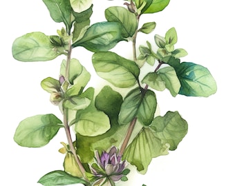 Oregano Herb, Watercolor oregano on white, Kitchen Decor, Digital Download, Gift for Chef Cook Friend, Dining Room & Kitchen Decor